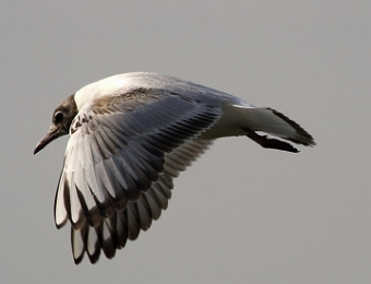 mouette rieuse en vol 1